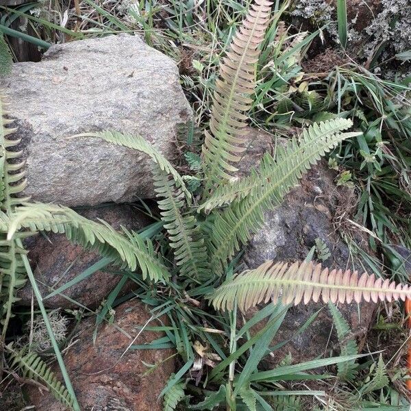 Blechnum polypodioides Blad