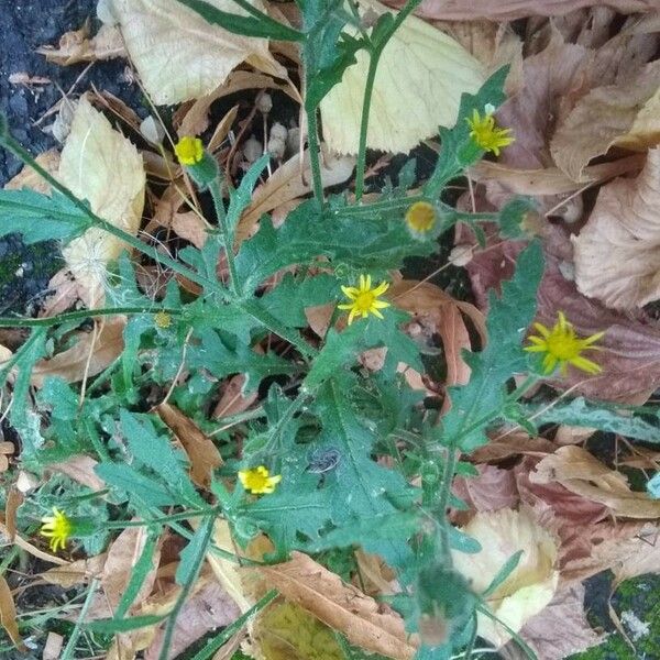 Senecio viscosus Kwiat