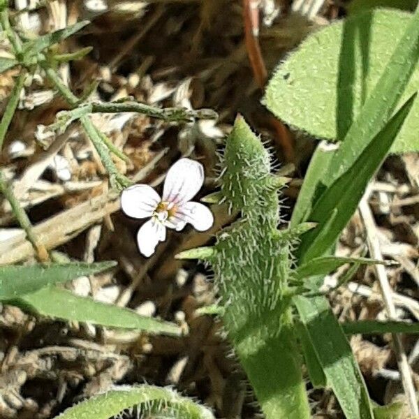 Petrorhagia saxifraga फूल