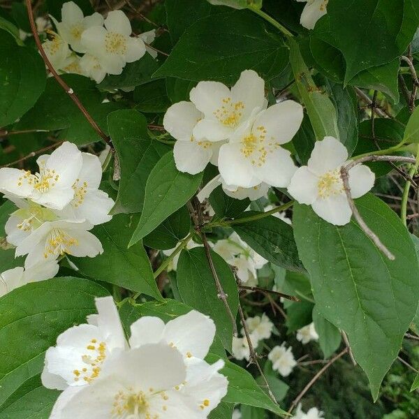 Philadelphus coronarius Цветок