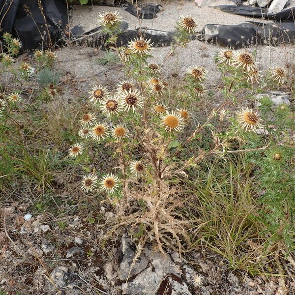 Carlina vulgaris Vekstform