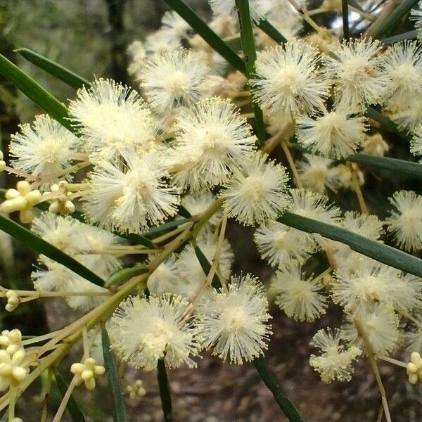 Acacia linifolia Fiore