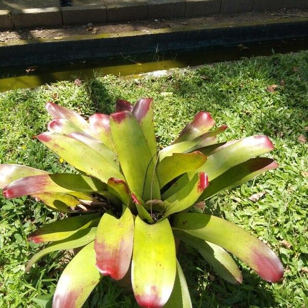 Neoregelia farinosa Листок