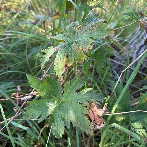 Geranium erianthum Foglia