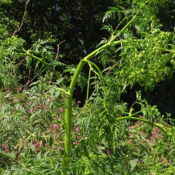 Oenanthe aquatica Leaf