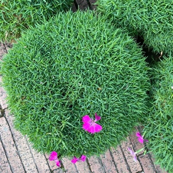 Dianthus gratianopolitanus Лист