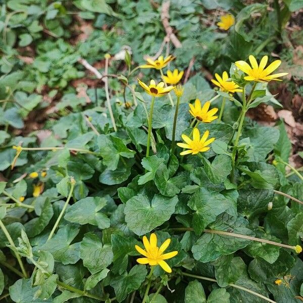 Ranunculus bullatus ফুল