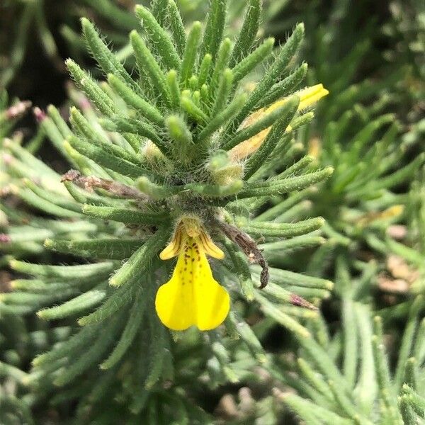 Ajuga chamaepitys Floare