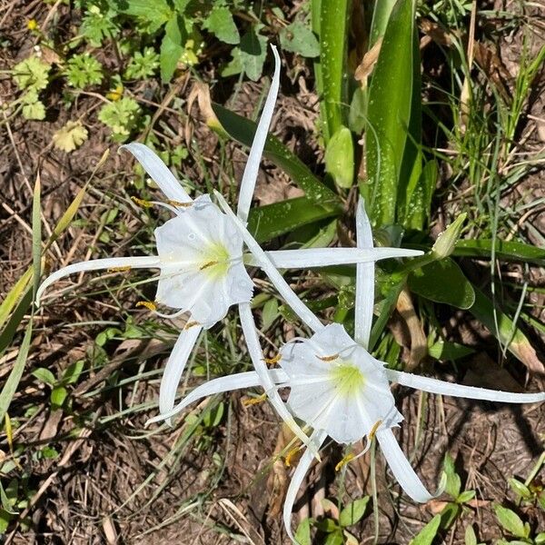 Hymenocallis liriosme Квітка