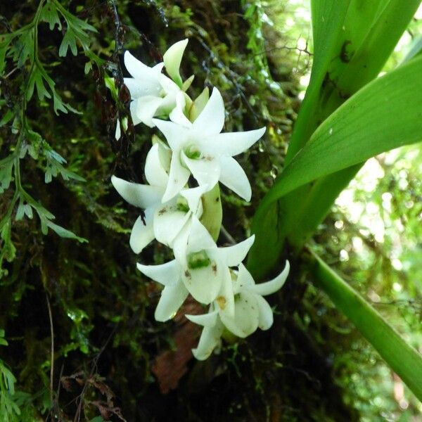 Angraecum bracteosum Fleur