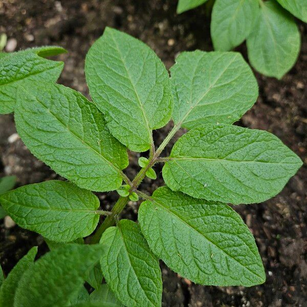 Solanum tuberosum Levél