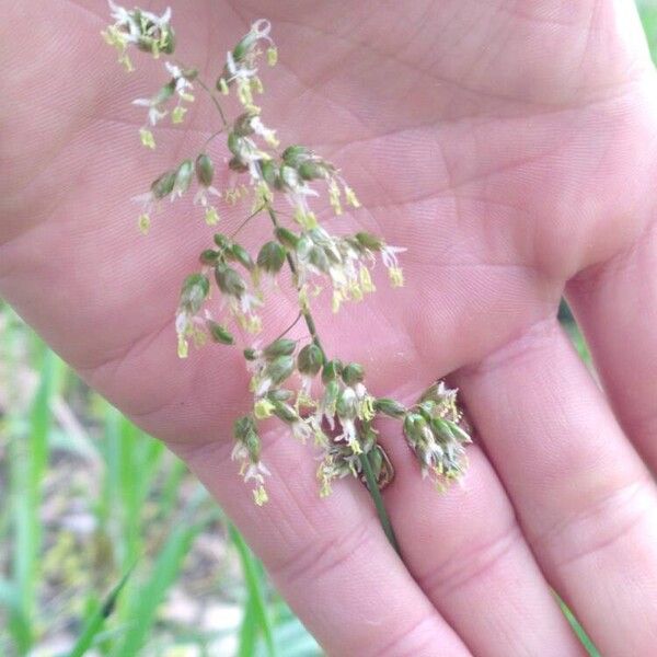 Anthoxanthum nitens ফুল