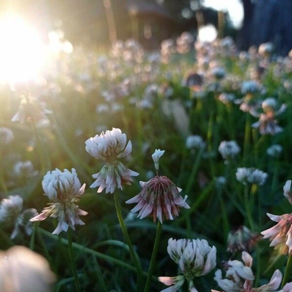 Trifolium hybridum Lorea