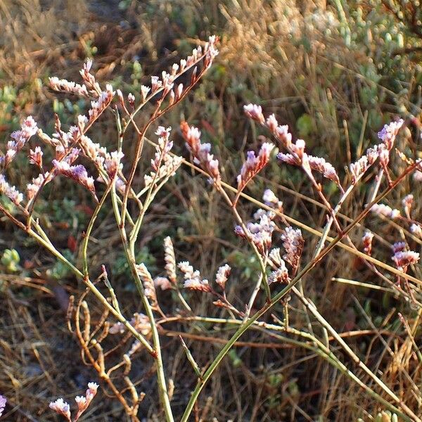 Limonium narbonense موطن