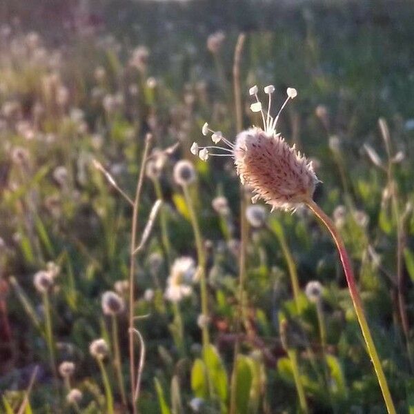 Plantago lagopus Flower