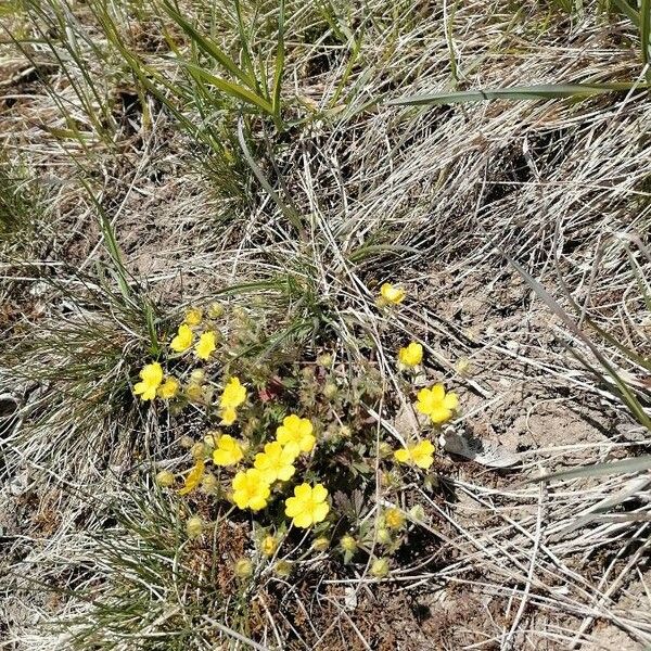 Potentilla pedata Flower