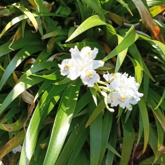 Iris japonica Flor