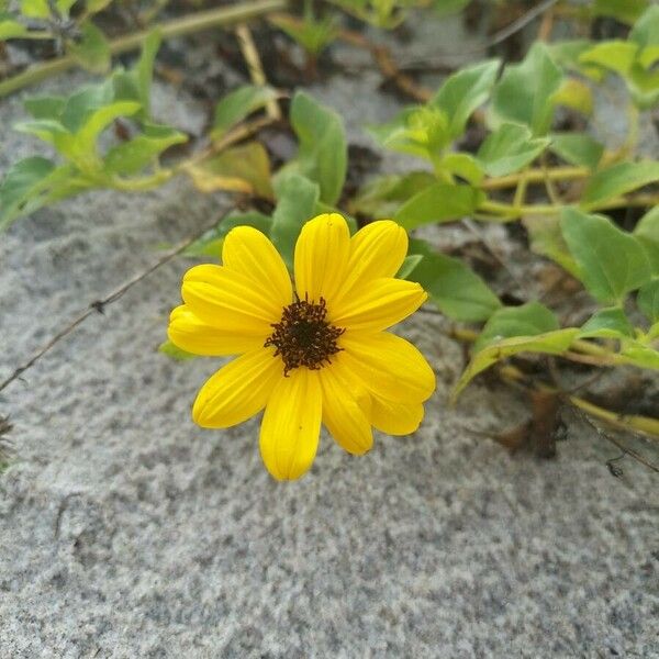 Helianthus debilis Flor