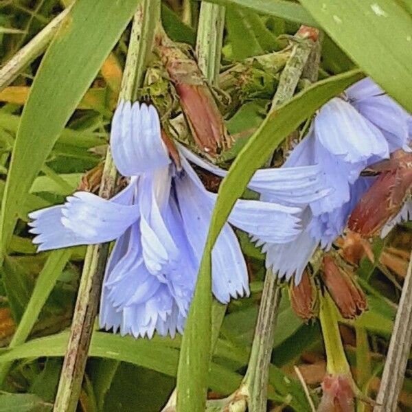 Cichorium endivia 花