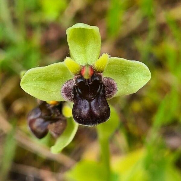 Ophrys bombyliflora Kukka