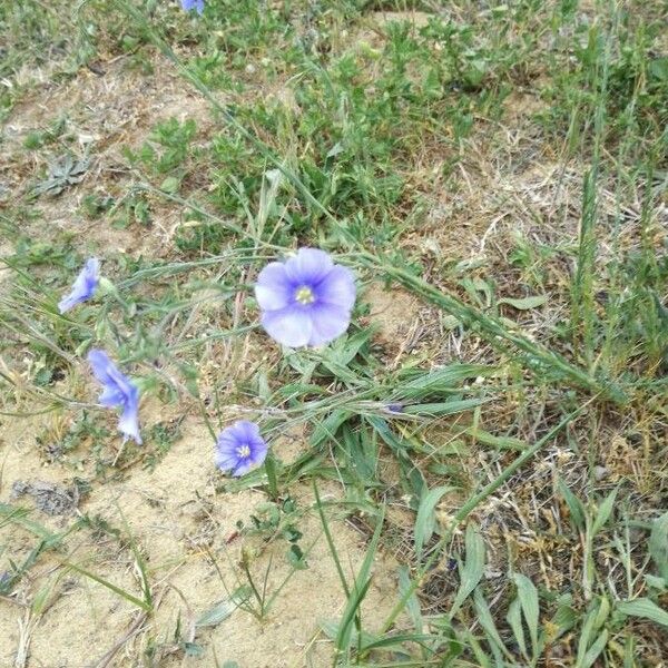 Linum austriacum Kvet