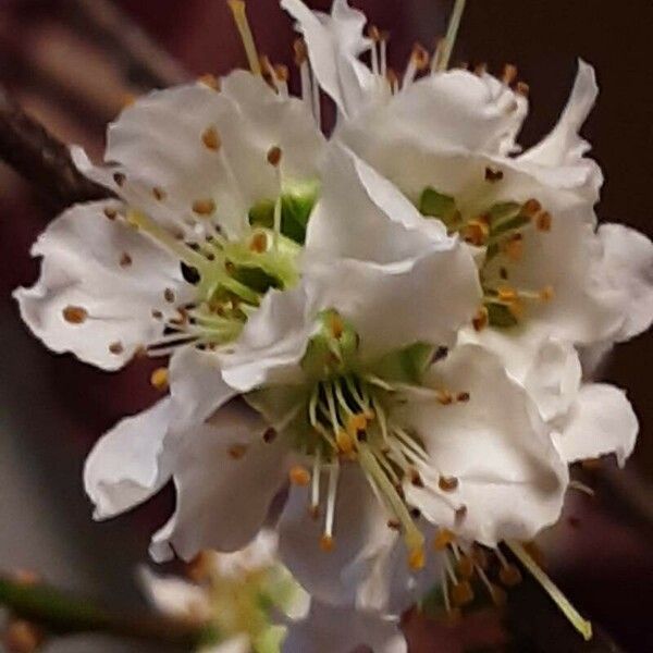 Prunus salicina Flor