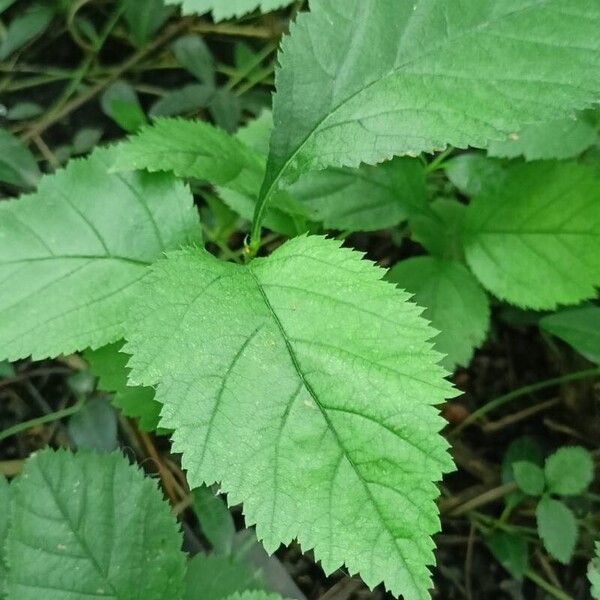 Crataegus submollis Leaf