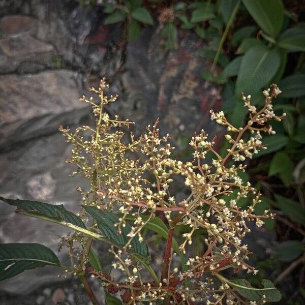 Koenigia mollis Flower