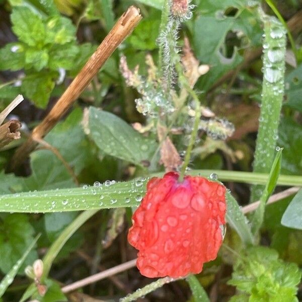 Papaver rhoeas Yeri