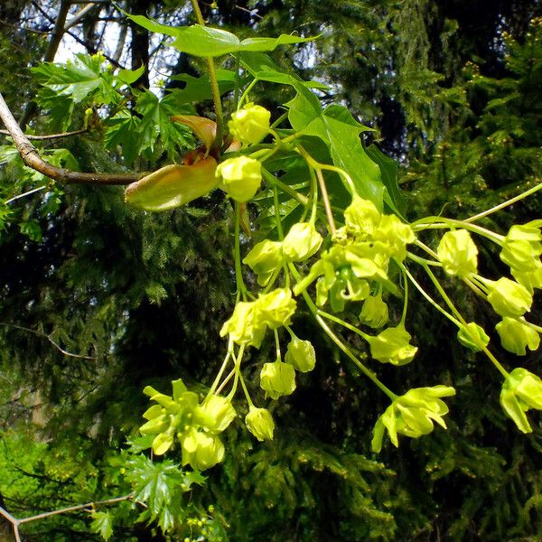 Acer platanoides Цветок