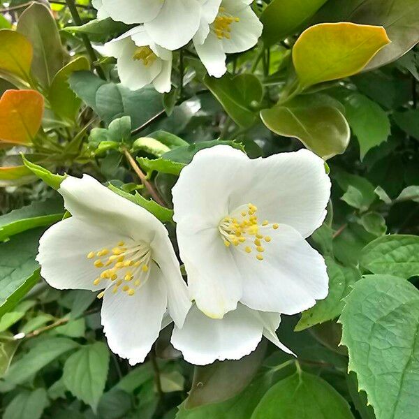 Philadelphus pubescens ᱵᱟᱦᱟ