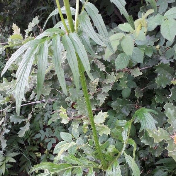 Valeriana officinalis Feuille