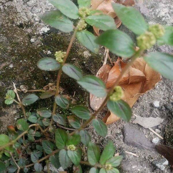 Euphorbia hirta Flower