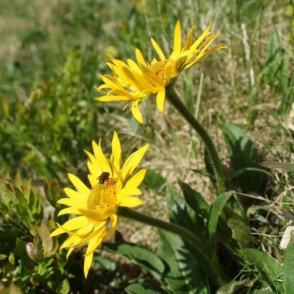 Doronicum clusii Flower