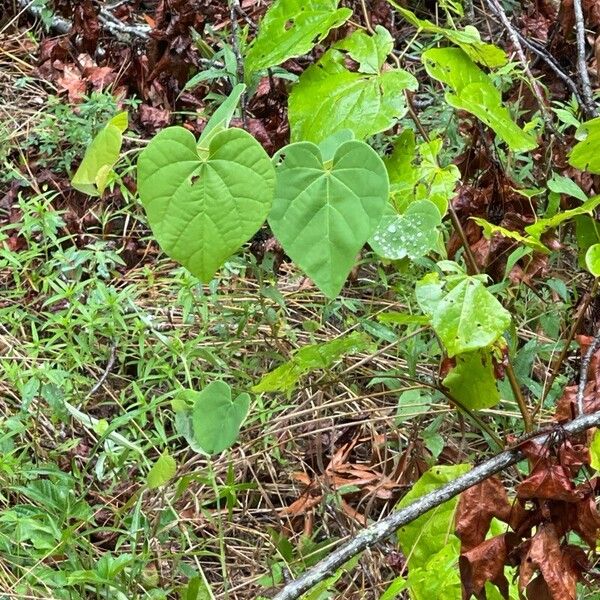 Cercis canadensis Blad