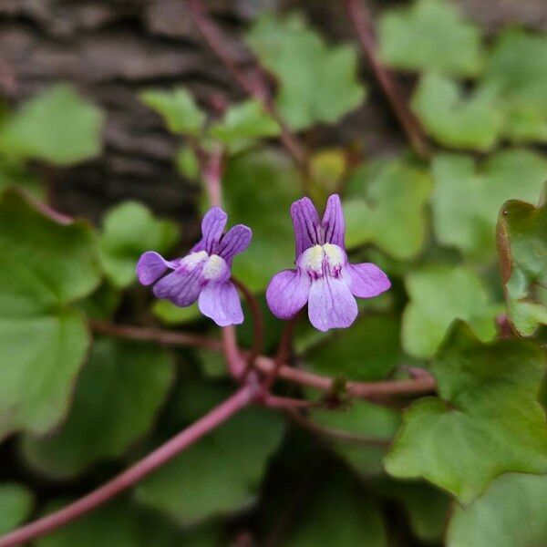 Cymbalaria muralis Žiedas