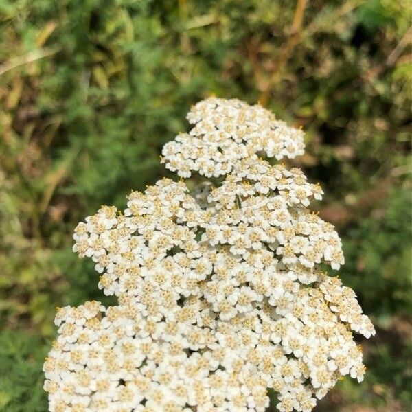 Achillea ligustica 花