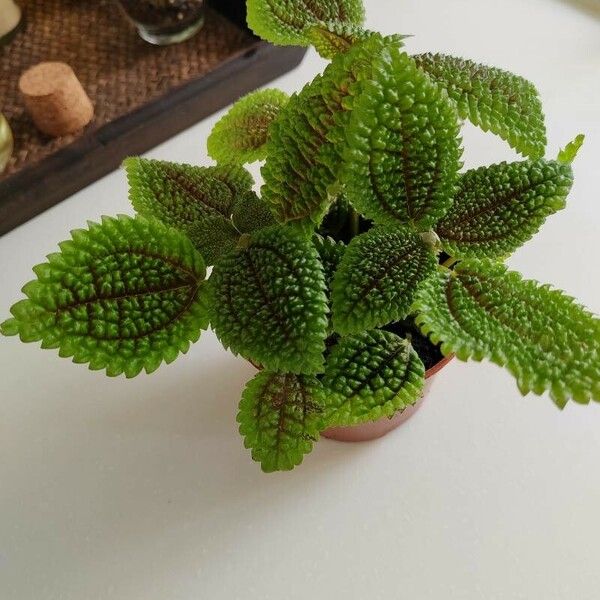 Pilea mollis Frunză