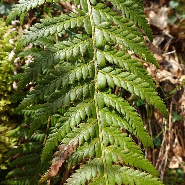 Polystichum aculeatum Blatt