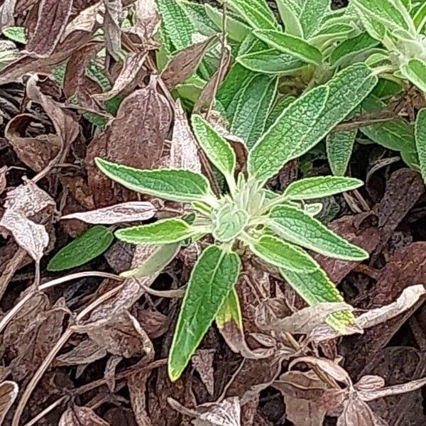 Phlomis herba-venti Feuille