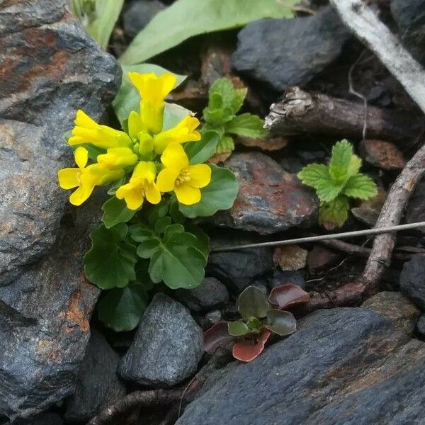 Barbarea verna 整株植物