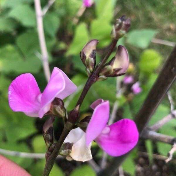 Lablab purpureus Квітка