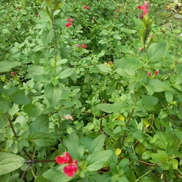 Salvia microphylla Habitat