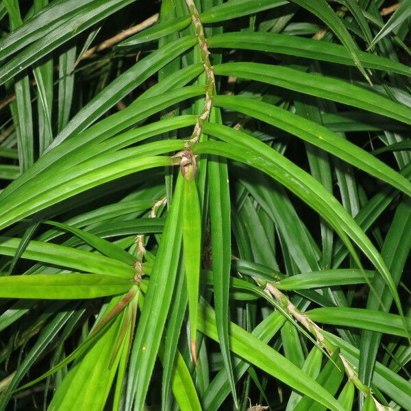 Freycinetia cumingiana Levél