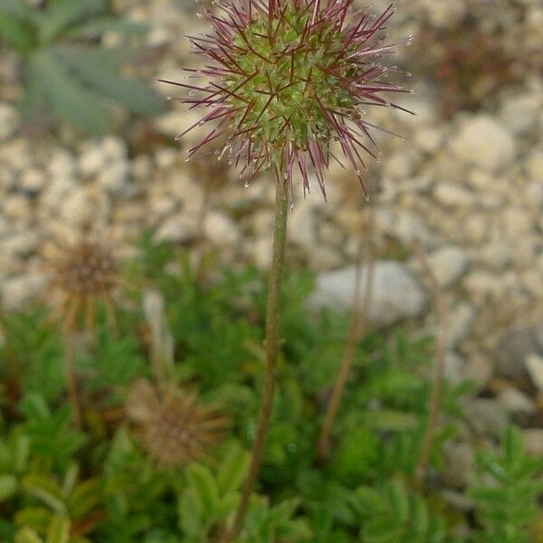 Acaena novae-zelandiae Virág