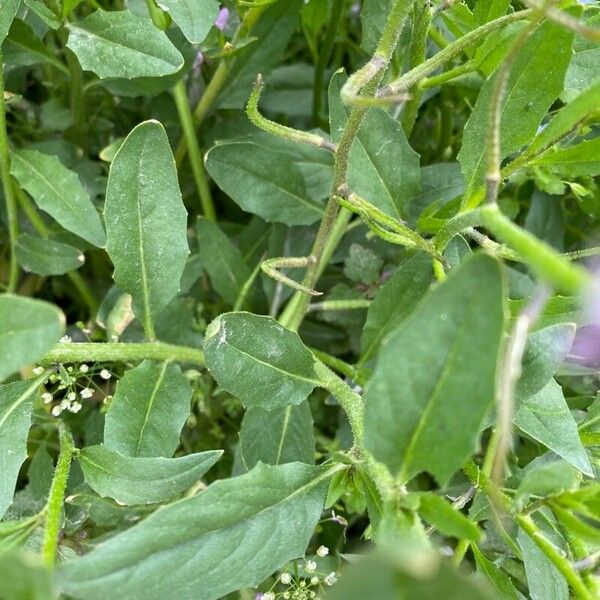 Chorispora tenella Leaf