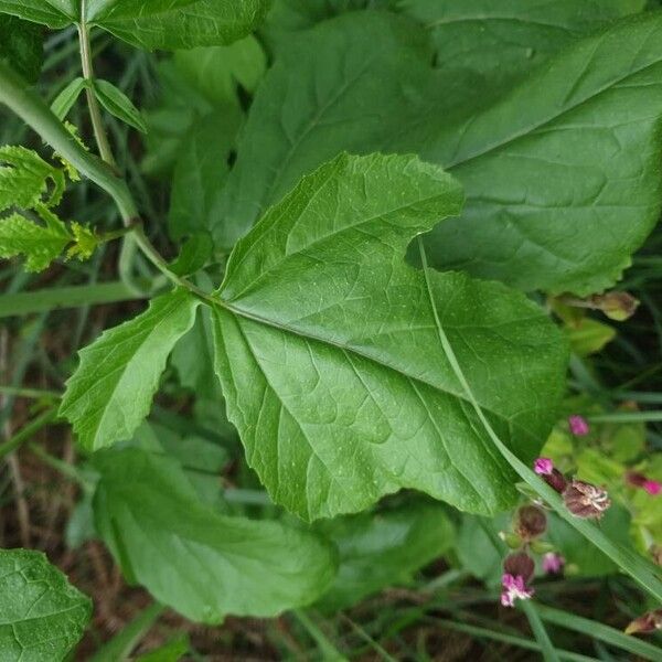 Rhamphospermum nigrum Folha