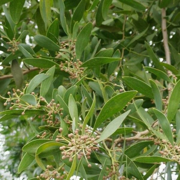 Acacia melanoxylon Лист