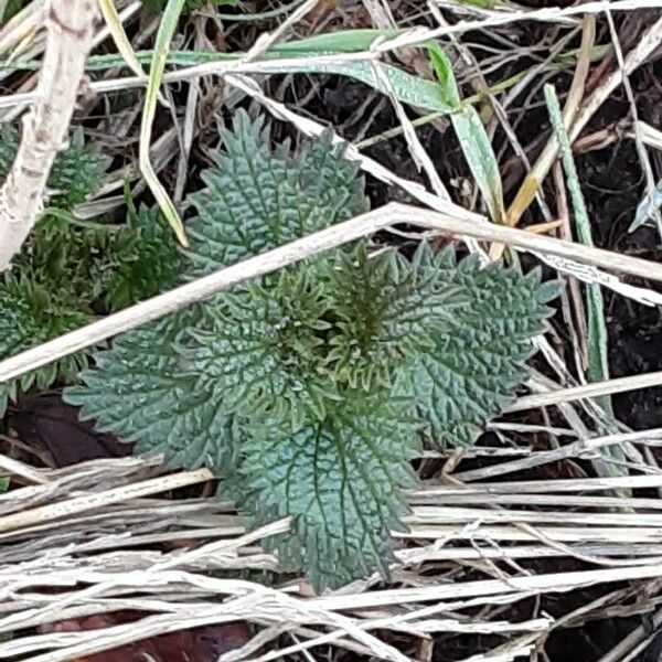 Urtica urens Frunză