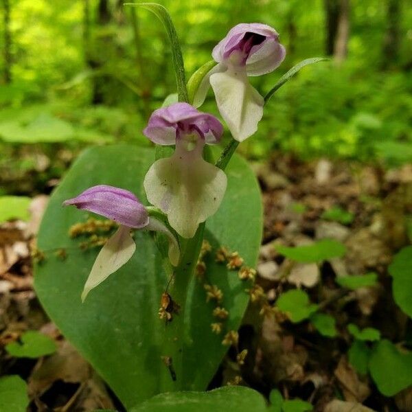 Galearis spectabilis Blüte